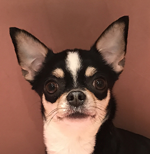 Chihuahua mom Diana