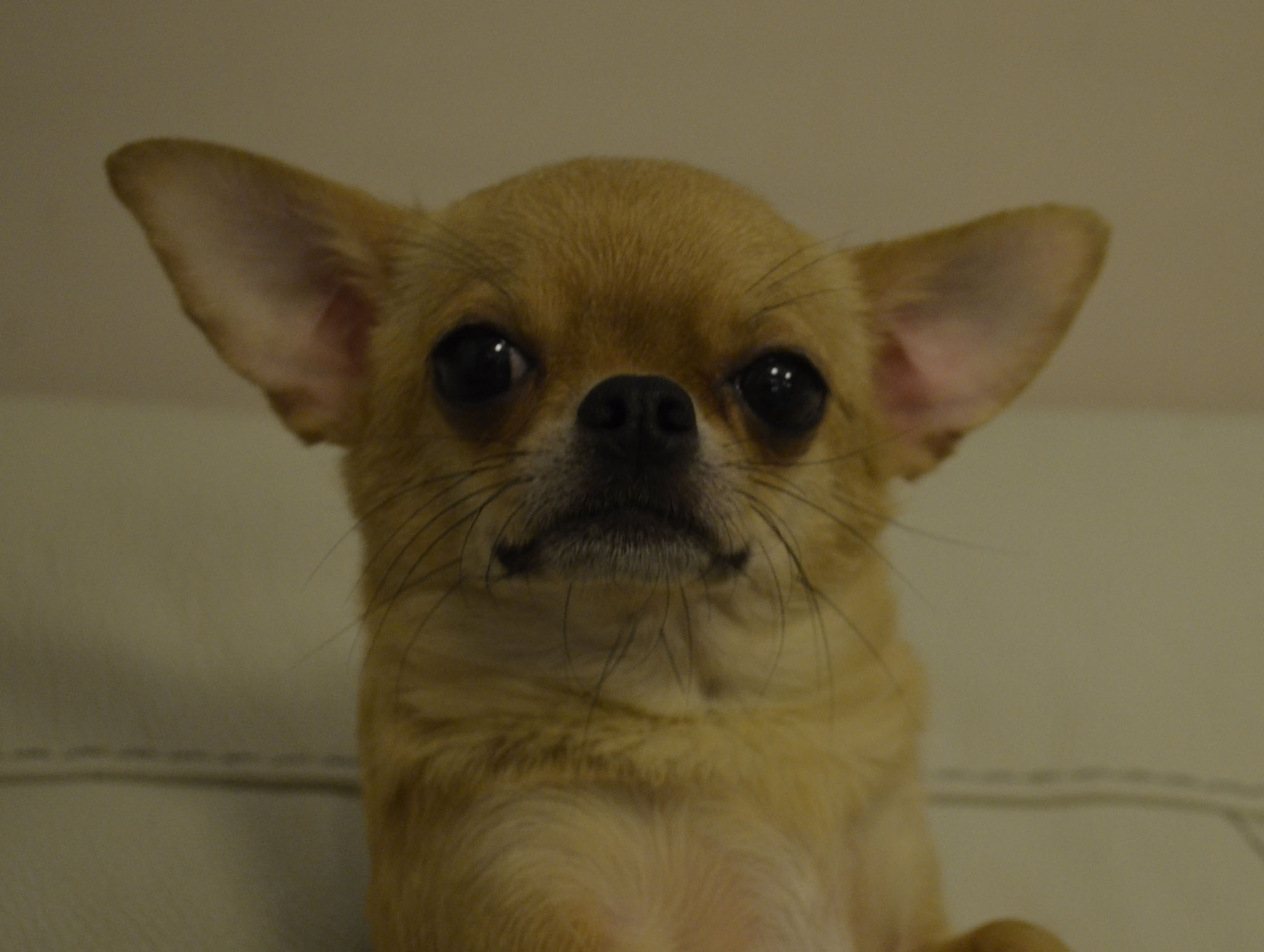 Chihuahua Baby Brink
