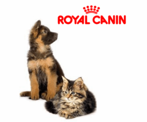 royal